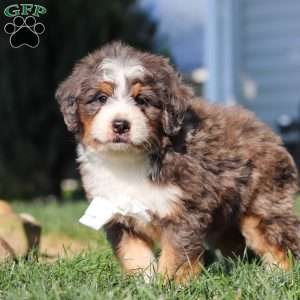 Flynn, Mini Bernedoodle Puppy
